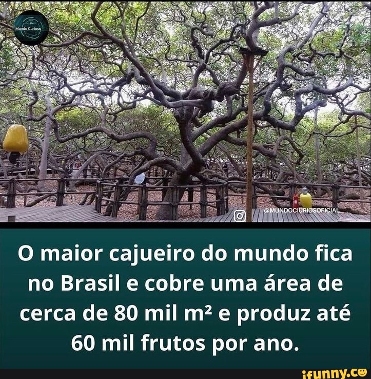 O maior cajueiro do mundo fica no Brasil e cobre uma área de cerca de 80 mil m? e produz até
60 mil frutos por ano.