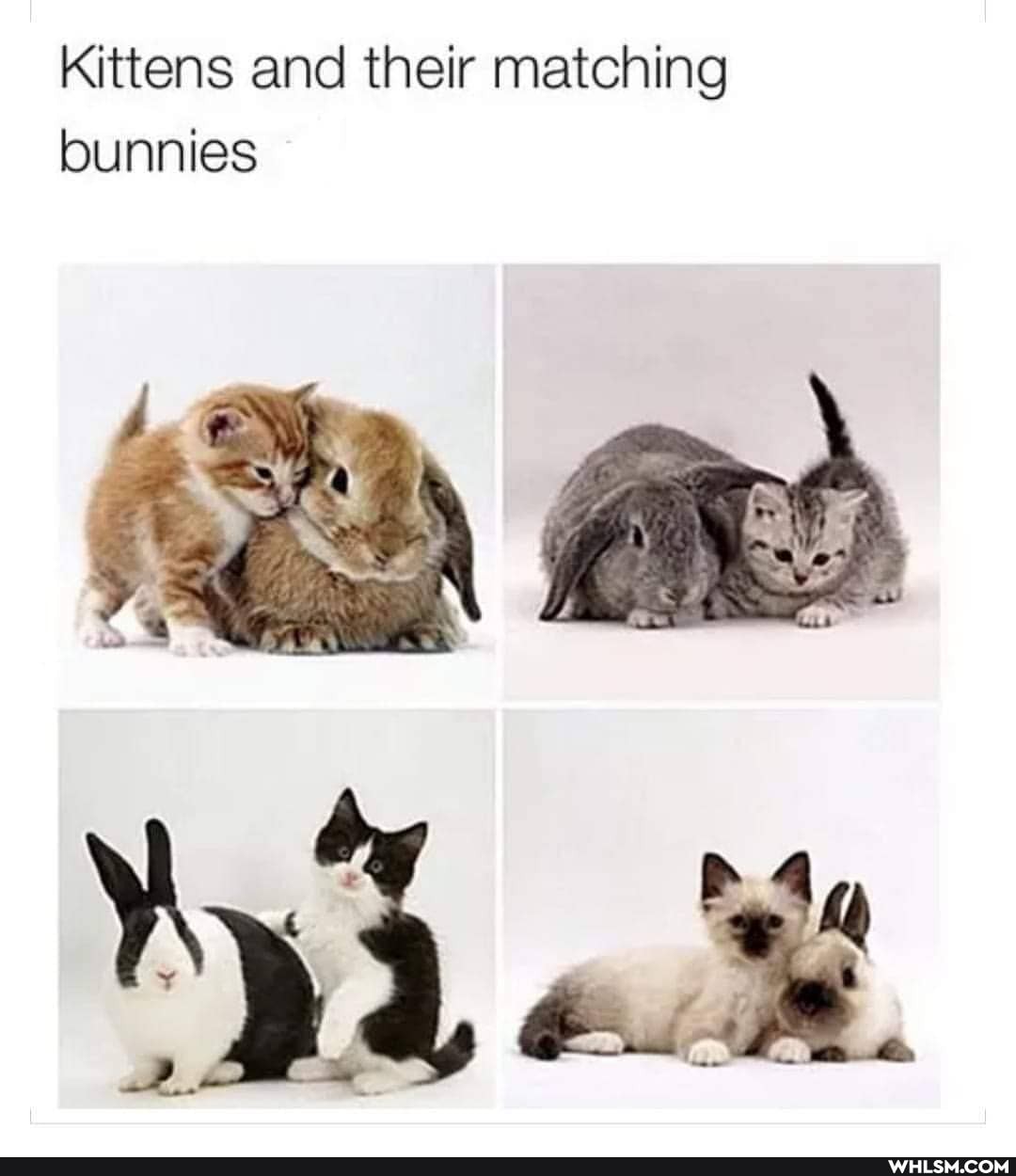 Kittens and their matching bunnies