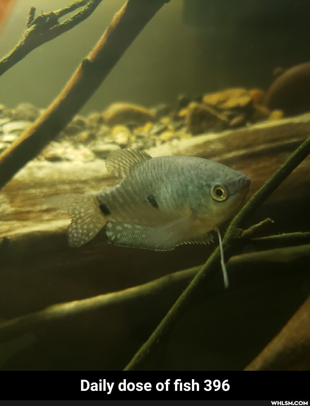 Daily dose of fish 396