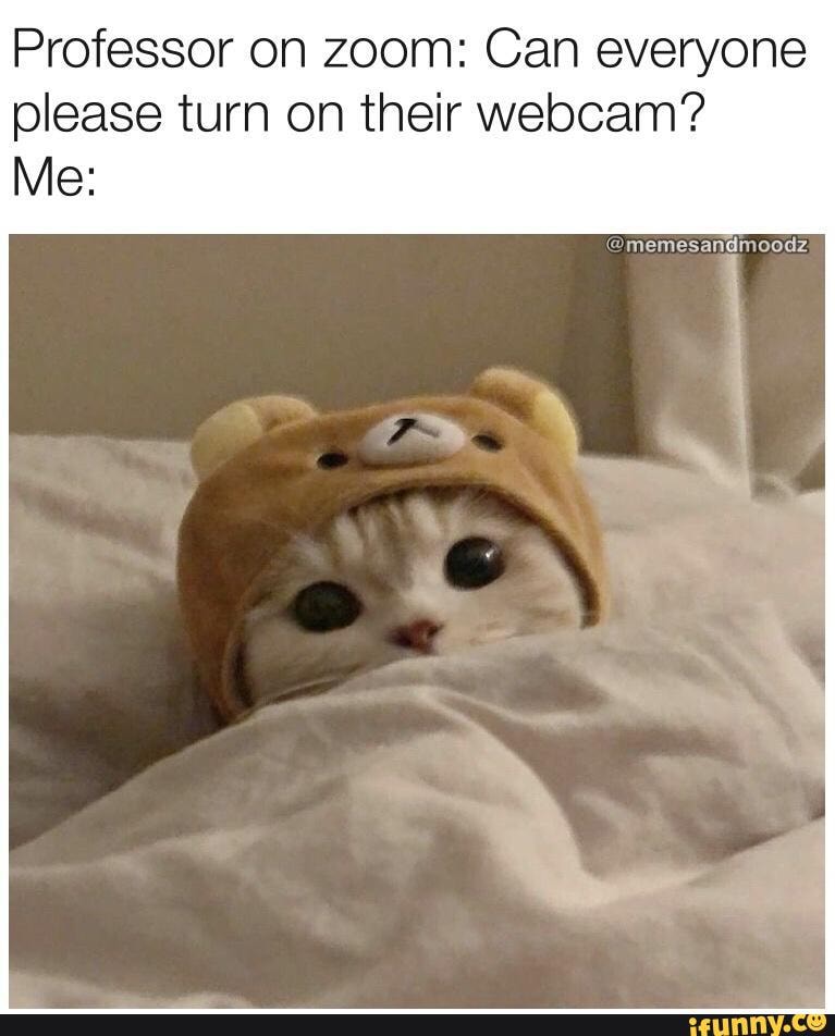 cat cute meme