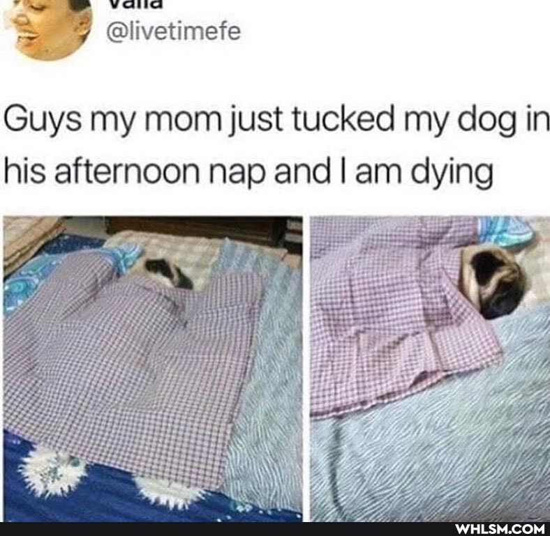 @livetimefe
Guys my mom just tucked my dog ir his afternoon nap and I am dying