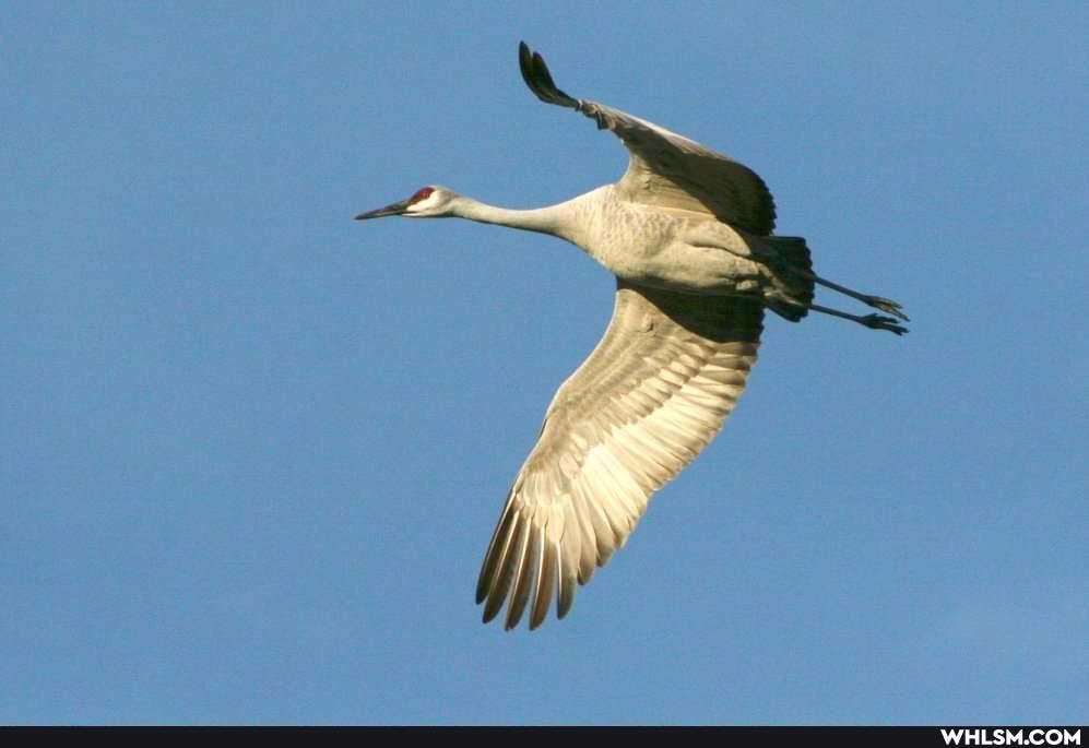 nature, birds
