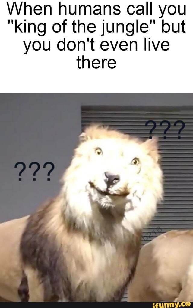 When humans call you
"king of the jungle" but you don't even live
there