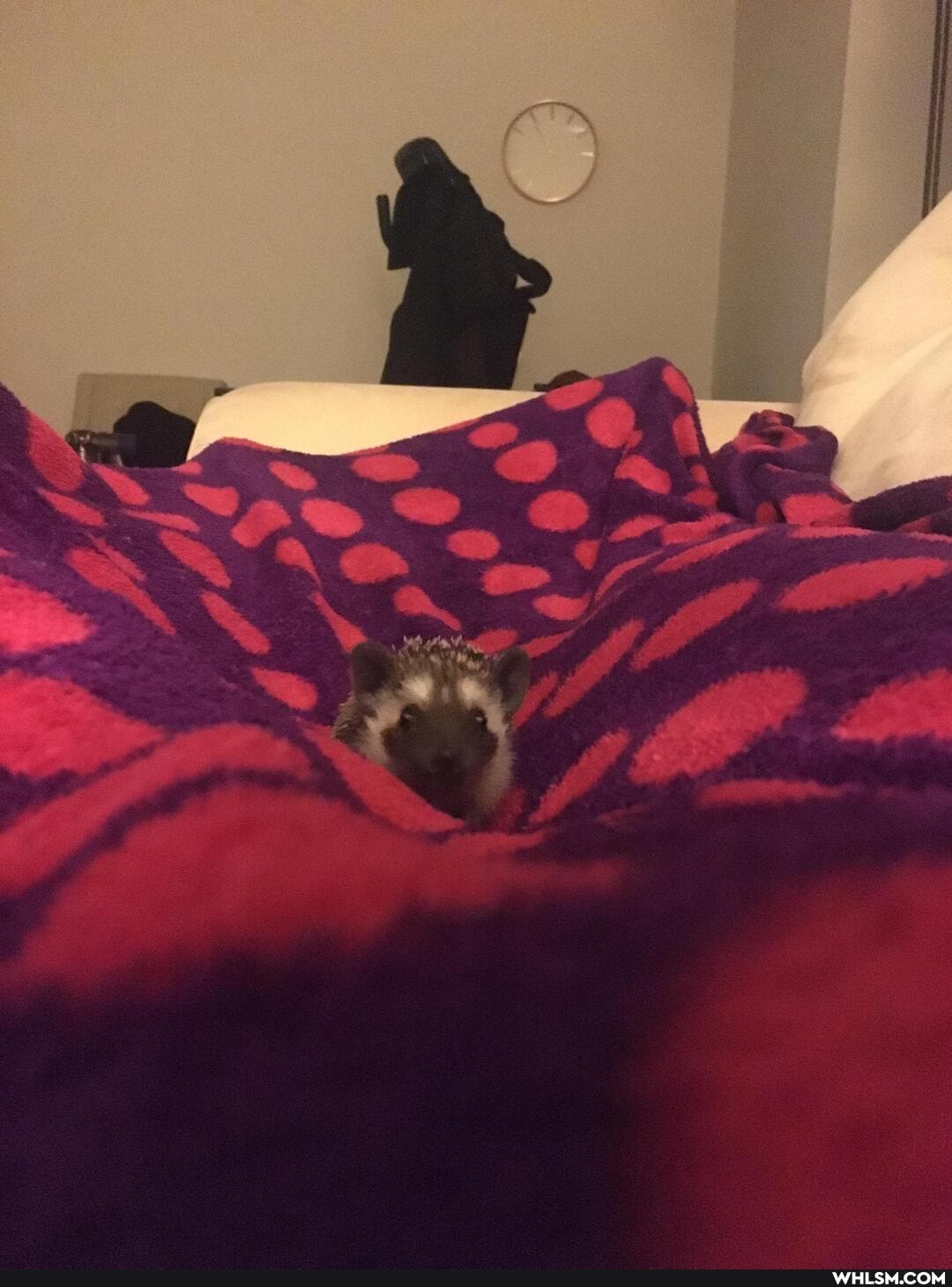 hedgehog, happy