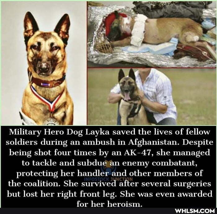 Military Hero Dog Lay saved the lives of fellow
soldiers during an ambush in Afghanistan. Despite being shot four times by an AK 47, she managed to tackle and subdue an enemy combatant, protecting her handler and other members of
the coalition. She survived after several surgeries but lost her right front leg. She was even awarded