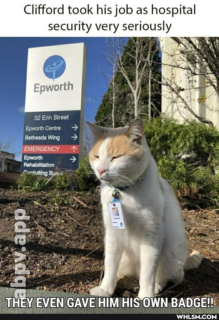 Clifford took his job as hospital security very seriously
Fpworth
Erin Street
Epworth Centre
Bethesda Wing
EMERGENCY
Epworth
Rehabilitation
Suites
THEY EVEN GAVE HIM HIS OWN BADGE!