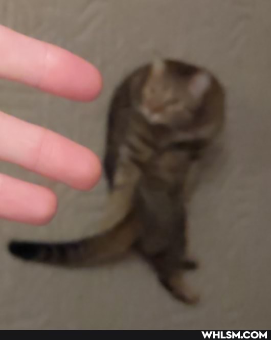 cats, funny, cat