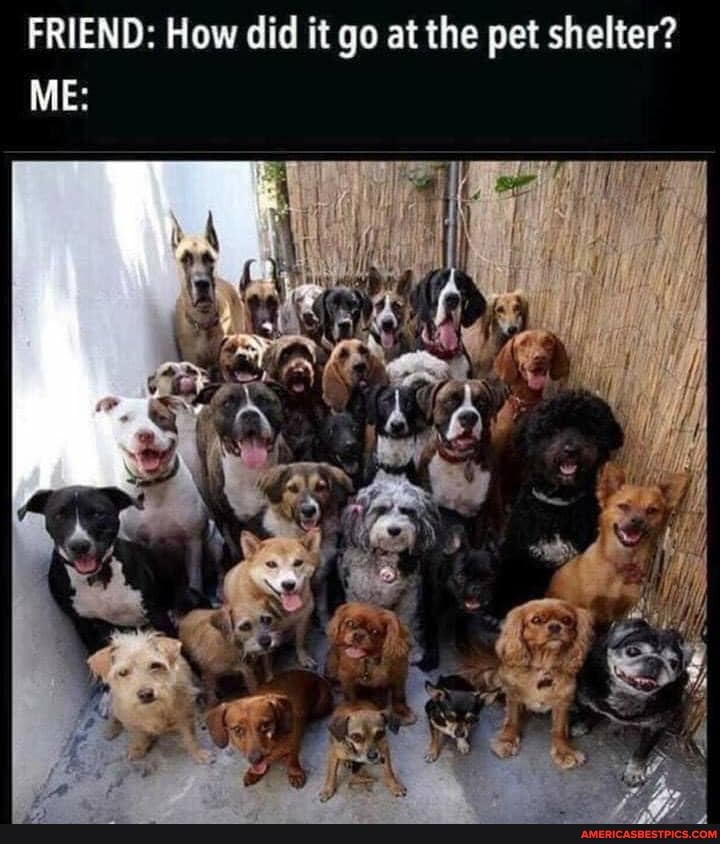 FRIEND: How did it go at the pet shelter?
ME: