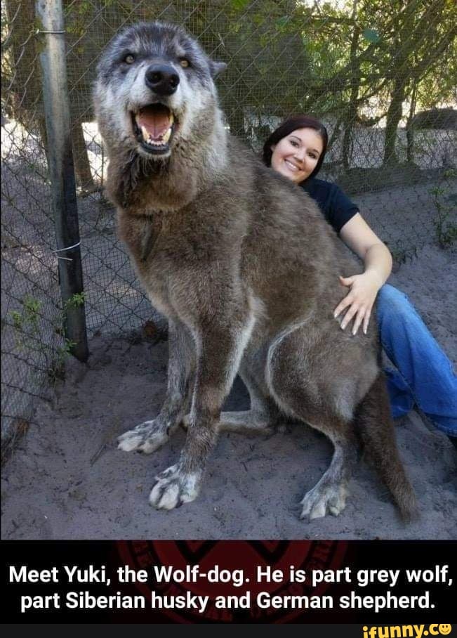 Of Thrones Yuki Wolfdog Shy Wolf Sanctuary Yuki Wolf Dog Size Game