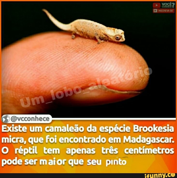 Existe um camaleão da espécie Brookesia micra, que foi encontrado em Madagascar.
O réptil tem apenas três centímetros pode ser maior que seu pinto