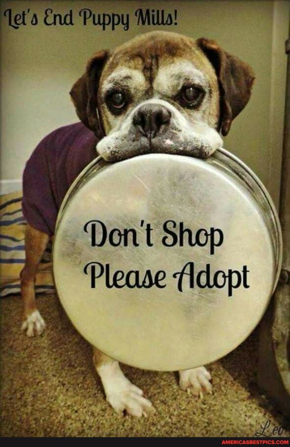 Puppy
Please