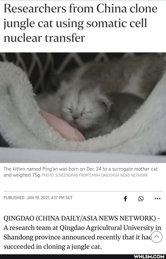 Researchers from China clone jungle cat using somatic cell nuclear transfer
The kitten named Ping ar was born on Dec 24 to a surrogate mother cat and weighed PHOTO: SCREENGRAB FROM CHINA NEWS NETWORK
PUBLISHED JAN 19, 2021, PM SGT f
QINGDAO (CHINA NEWS NETWORK) - research team at Qingdao Agricultural University in
Shandong province announced recently that it ha succeeded in cloning a jungle cat.