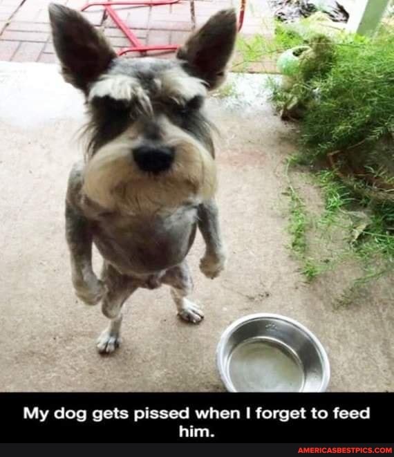 My dog gets pissed when I forget to feed hi
