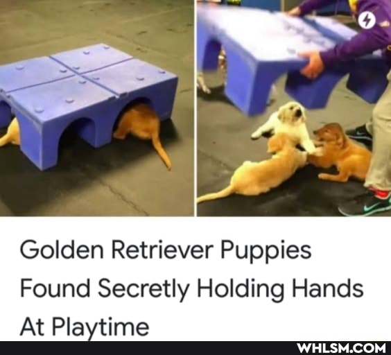Golden Retriever Puppies
Found Secretly Holding Hands
At Playtime