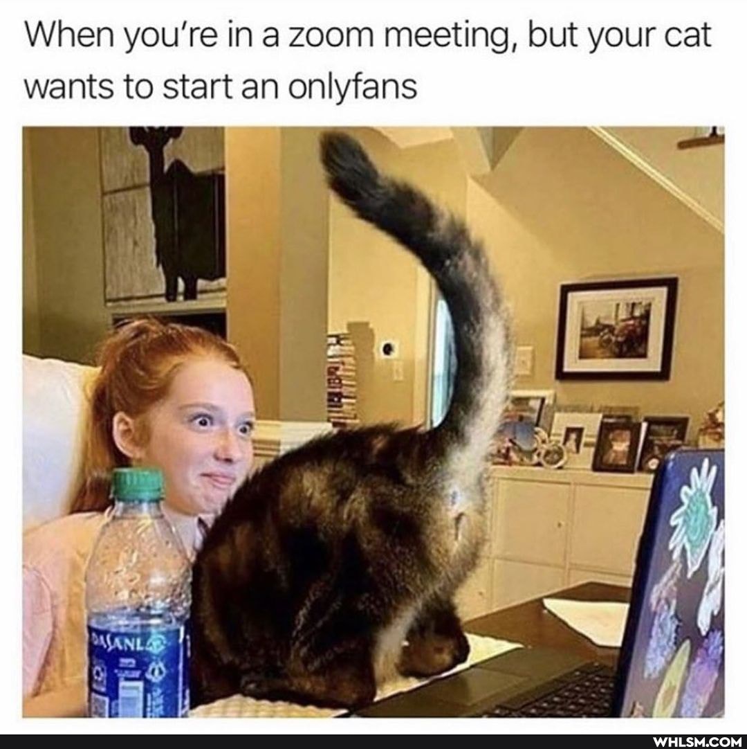 When you're in a zoom meeting, but your cat
wants to start an onlyfans