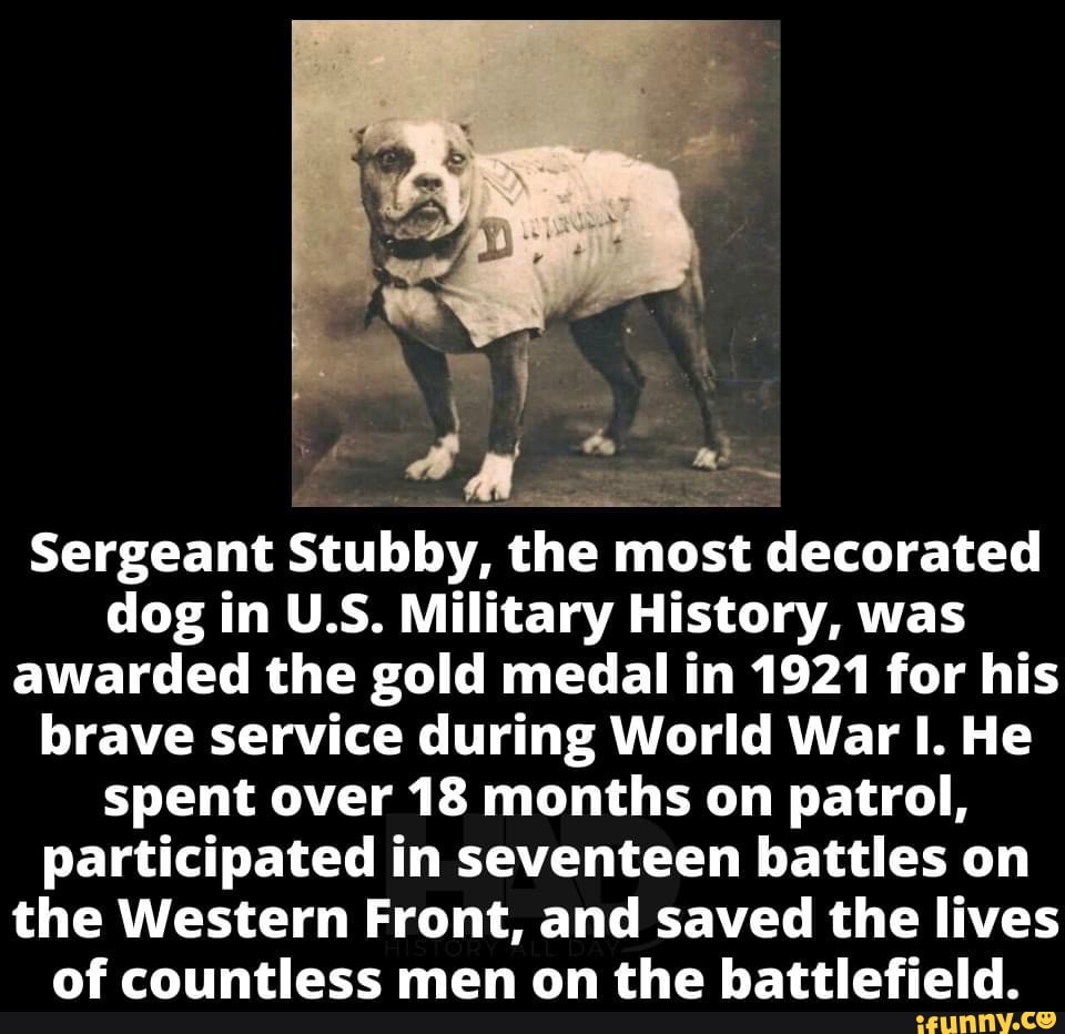 Sergeant Stubby, the most decorated dog in U.S. Military History, was awarded the gold medal in 1921 for his brave service during World War I. He spent over 18 months on patrol, participated in seventeen battles on the Western Front, and saved the lives of countless men on the battlefield.