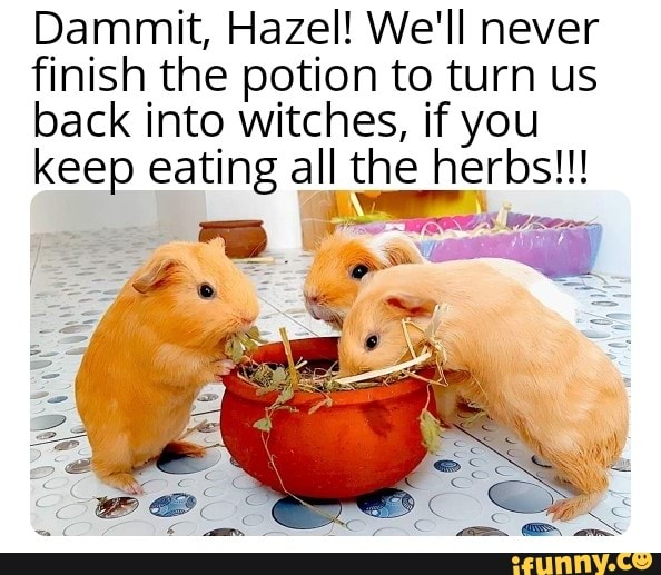Dammit, Hazel! We'll never
finish the potion to turn us
back into witches, if you
keep eating all the herbs!!!
