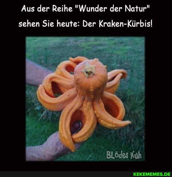 Aus der Reihe "Wunder der Natur"
sehen Sie heute: Der Kraken-Kürbis!
Blödes Kuh