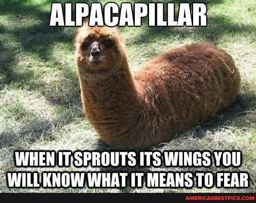 ALPACAPILLAR
WHEN IT: 'SPROUTS ITS WINGS YOU WILL KNOW WHAT IT MEANS TO FEAR