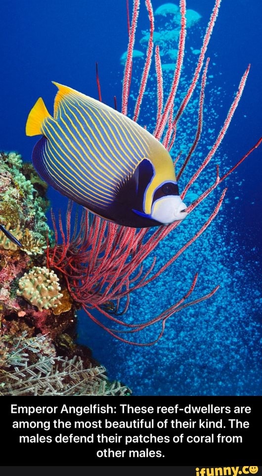 Emperor Angelfish: These reef-dwellers are
among the most beautiful of their kind. The
males defend their patches of coral from
other males. - Emperor Angelfish: These reef-dwellers are among the most beautiful of their kind. The males defend their patches of coral from other males.