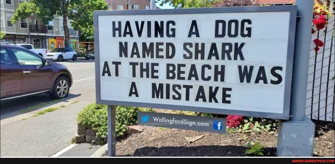 HAVING A DOG NAMED SHARK