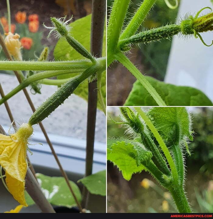 started, cucumber, plants, weeks, ago, noticed, today, little, growing, cu