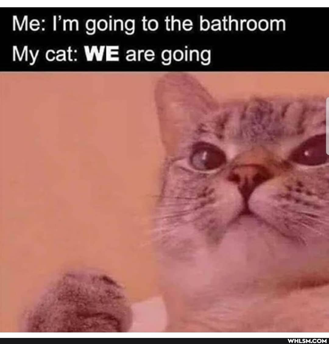 Me: I'm going to the bathroom
My cat: WE are going