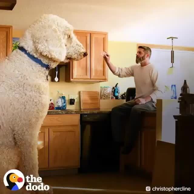 dog, dogs, animals, alternatefeatures