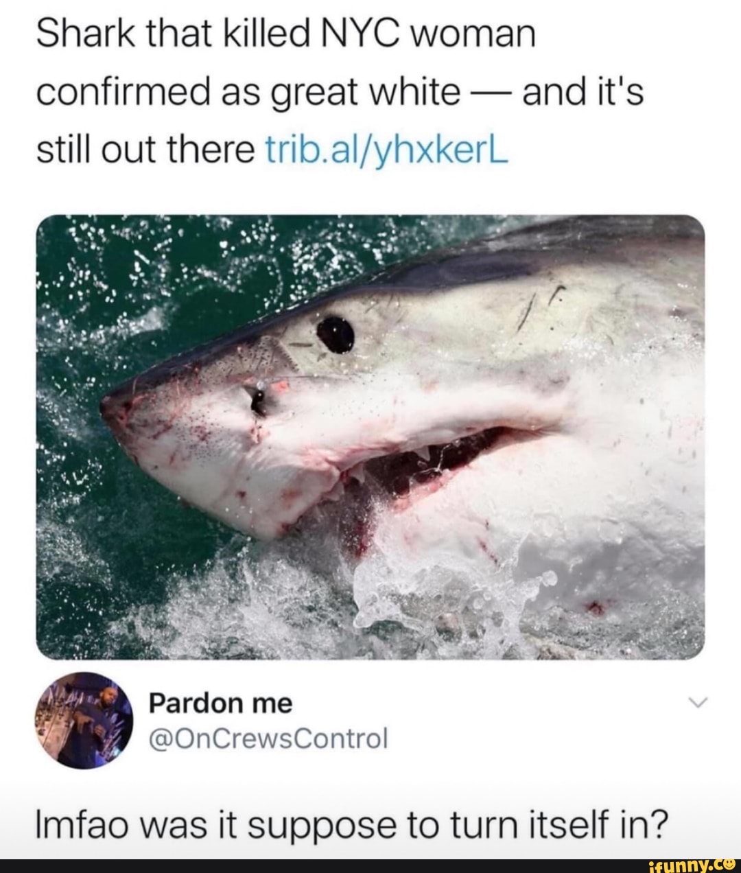 Shark that killed NYC woman confirmed as great white - and it's still out there
Imfao was it suppose to turn itself in?