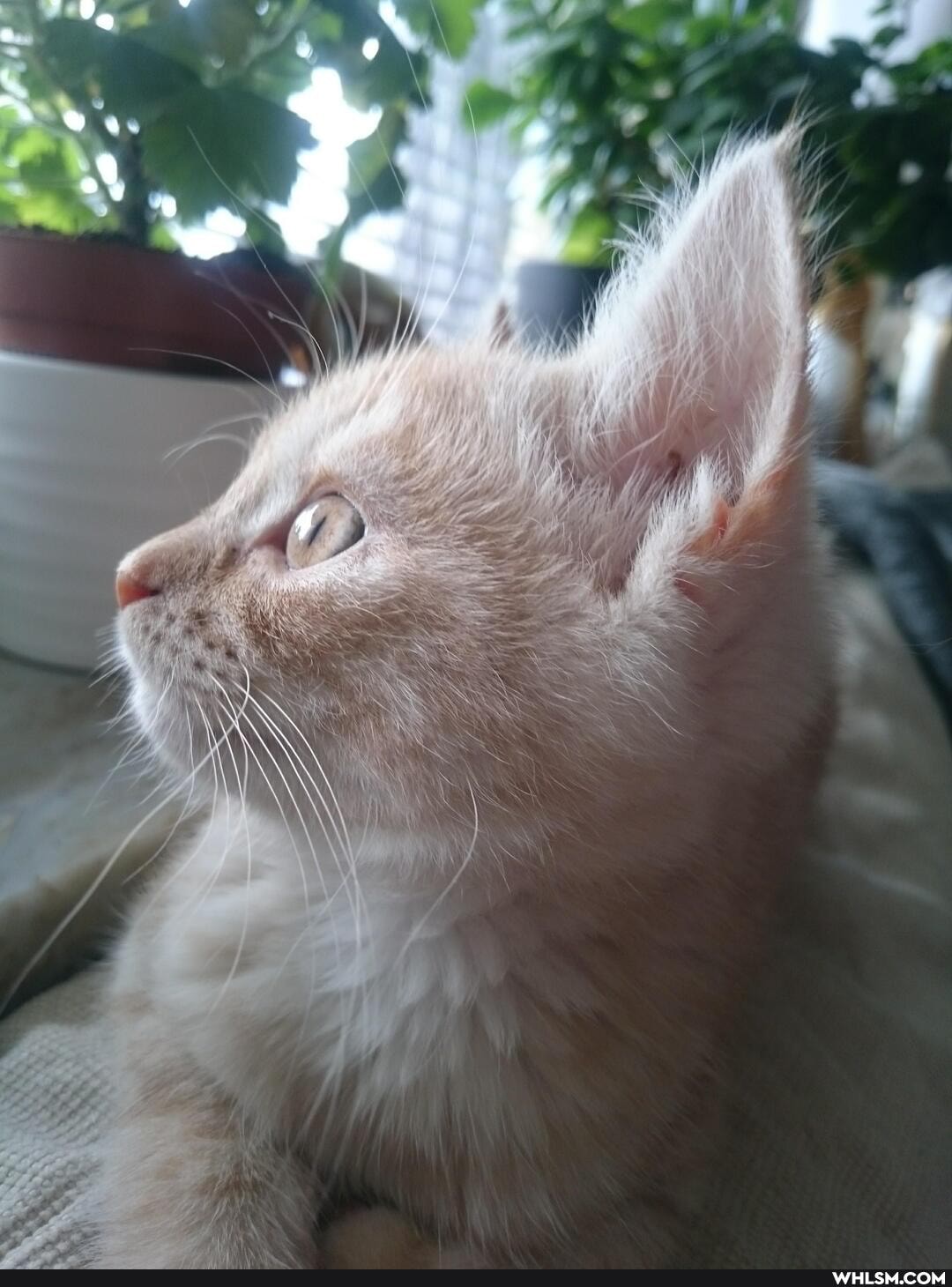 cat, kitten, baby_animals