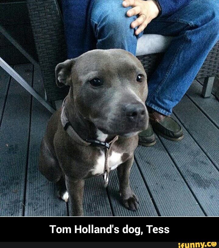 tom holland and dog