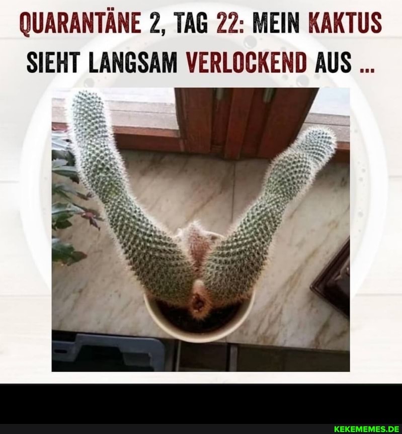 QUARANTÄNE 2, TAG 22: MEIN KAKTUS SIEHT LANGSAM VERLOCKEND AUS -