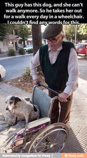 This guy has this dog, and she can't
walk anymore. So he takes her out
for a walk every day in a wheelchair.
couldn't find any,words for.this.,