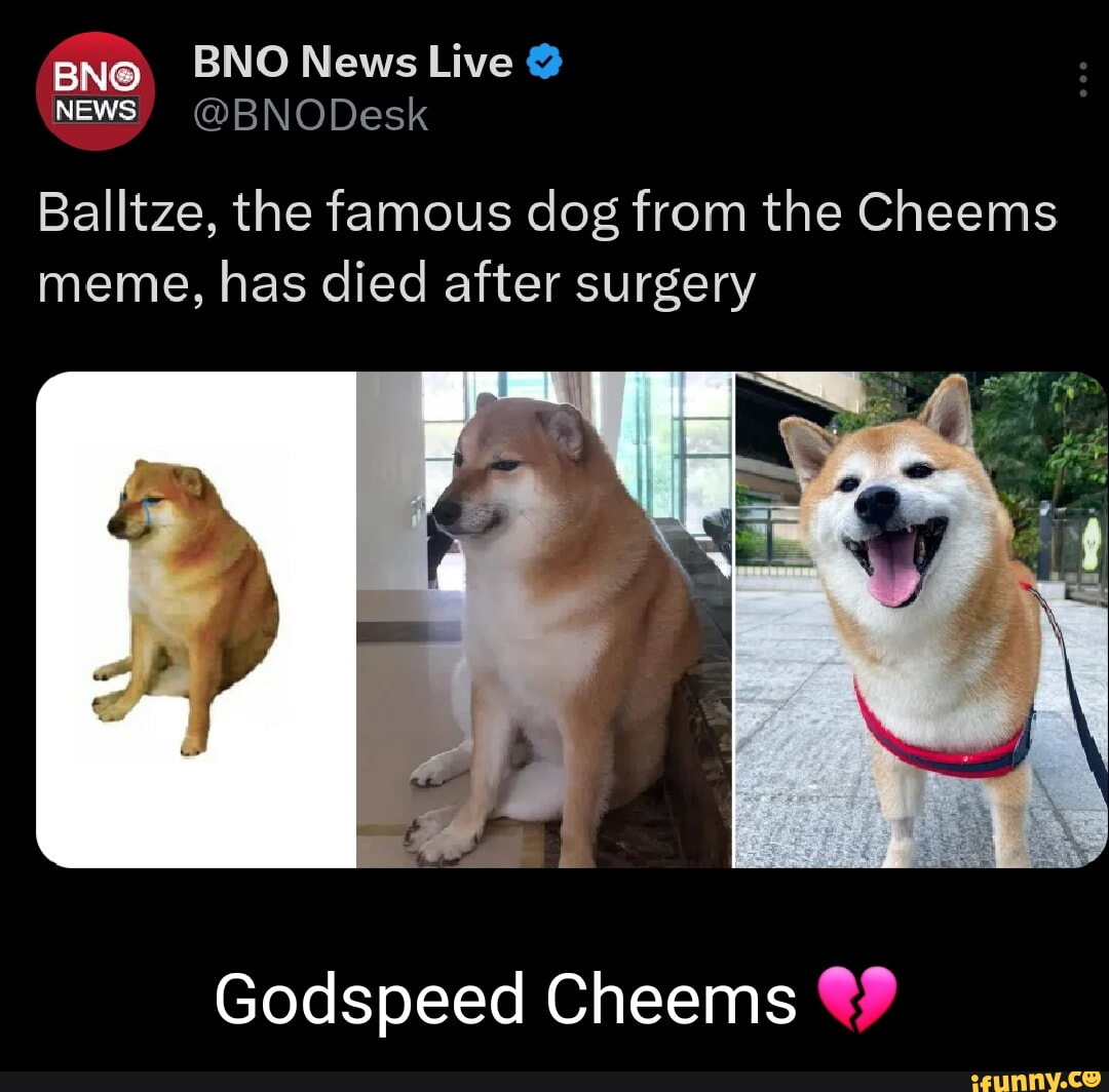 what famous dog died recently