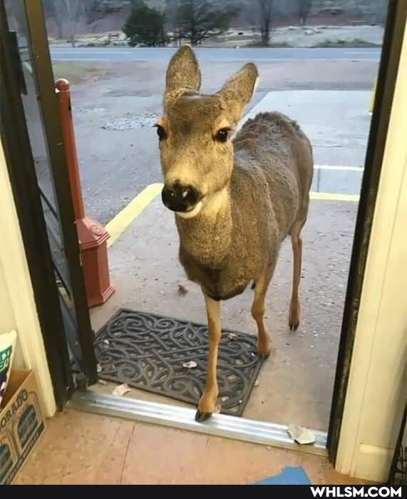 deer