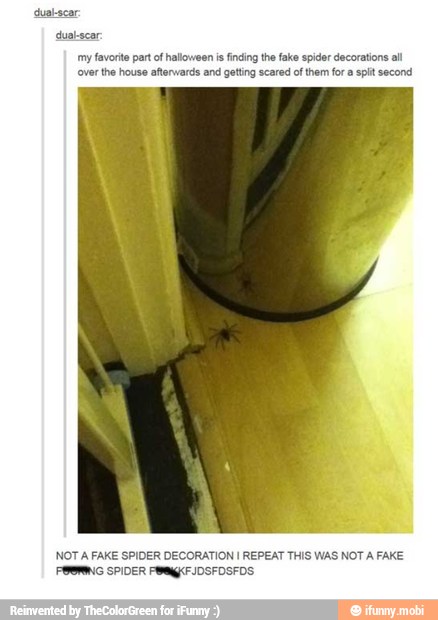 my favorite part of halloween is finding the fake spider decorations all
over the house afterwards and getting scared of them fora spt second
NOT A FAKE SPIDER DECORATION I REPEAT THIS WAS NOT A FAKE
POOPING PR¥mgFIOSFOSFOS