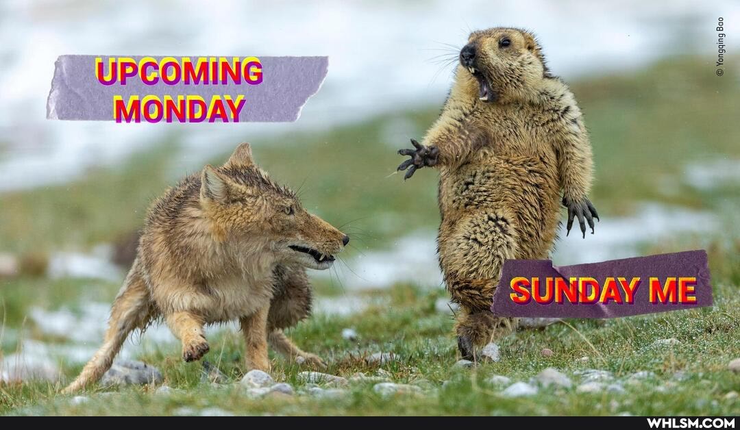 Bao
ME
UPCOMING MONDAY