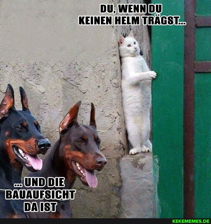 DU, WENNIDU KEINEN HELM TRÄGST&
DAISTI