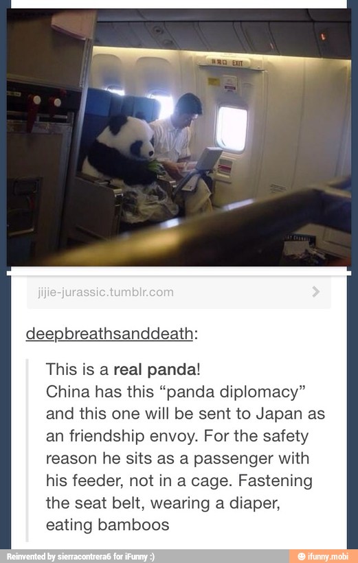 deepbreathsanddeath:
This is a real panda!
China has this "panda diplomacy"
and this one will be sent to Japan as
an friendship envoy. For the safety
reason he sits as a passenger with
his feeder, not in a cage. Fastening
the seat belt, wearing a diaper,
eating bamboos