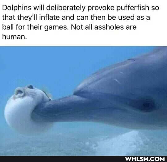 Dolphins will deliberately provoke pufferfish so that they'll inflate and can then be used as a
ball for their games. Not all assholes are human.