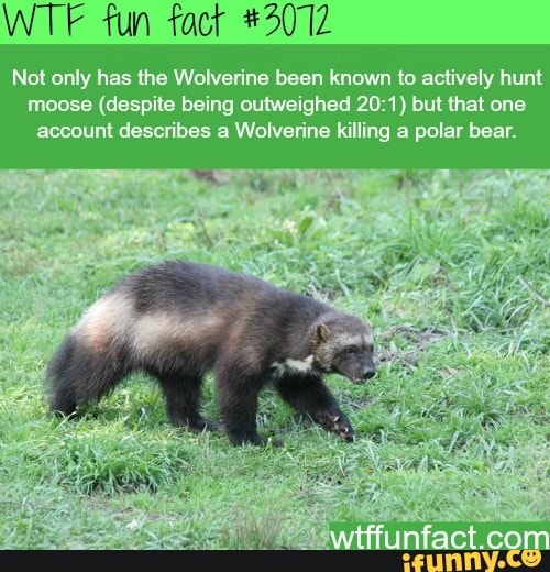 WTF fun fact #2072
Not only has the Wolverine been known to actively hunt
moose (despite being outweighed 20:1) but that one
account describes a Wolverine killing a polar bear.