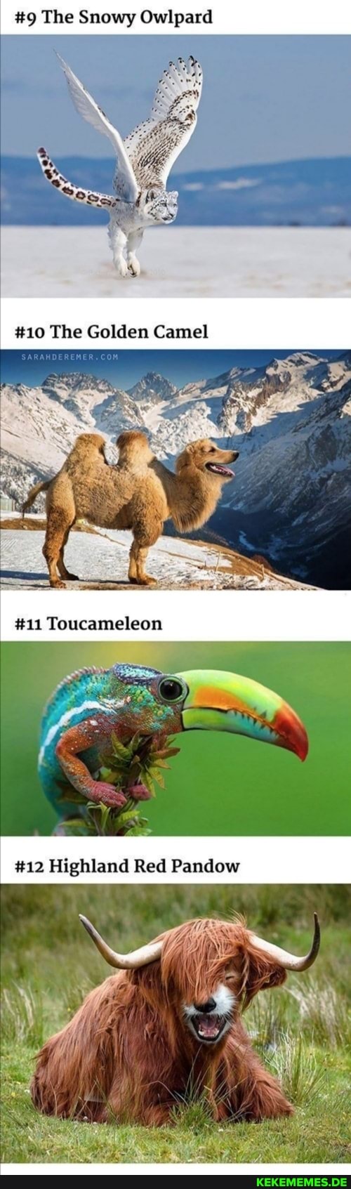 #9 The Snowy Owlpard
#10 The Golden Camel
#12 Highland Red Pandow