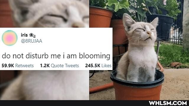 do not disturb me i am blooming
59.9K Re ts 1.2K Tweets 245.5K Likes