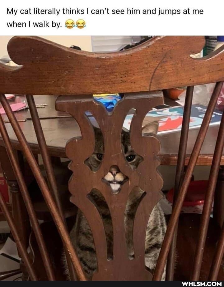 My cat literally thinks I can't see him and jumps at me
when walk by.