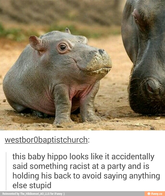 westb Obaptistchu . this baby hippo looks like it accidentally said somethi...