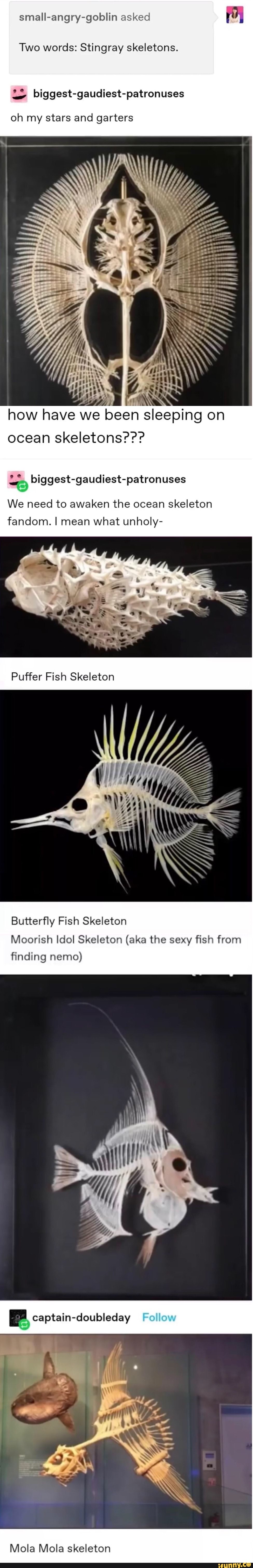 Ocean Sunfish Skeleton