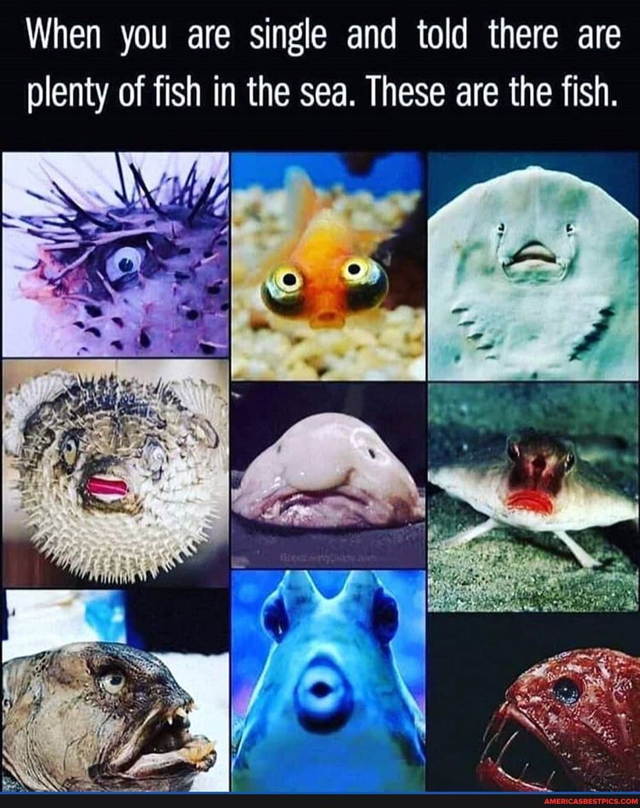 When you are single and told there are plenty of fish in the sea. These are the fish.