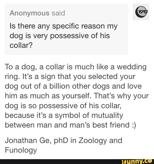 Is there any specific reason my
dog is very possessive of his
collar?
To a dog, a collar is much like a wedding
ring. It’s a sign that you selected your
dog out of a billion other dogs and love
him as much as yourself. That’s why your
dog is so possessive of his collar,
because it’s a symbol of mutuality
between man and man’s best friend :)
Jonathan Ge, phD in Zoology and
Funology