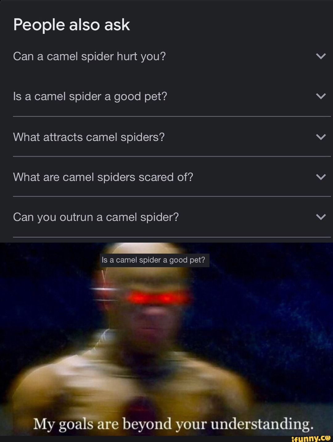 People also ask Can a camel spider hurt you? Is a camel spider a good