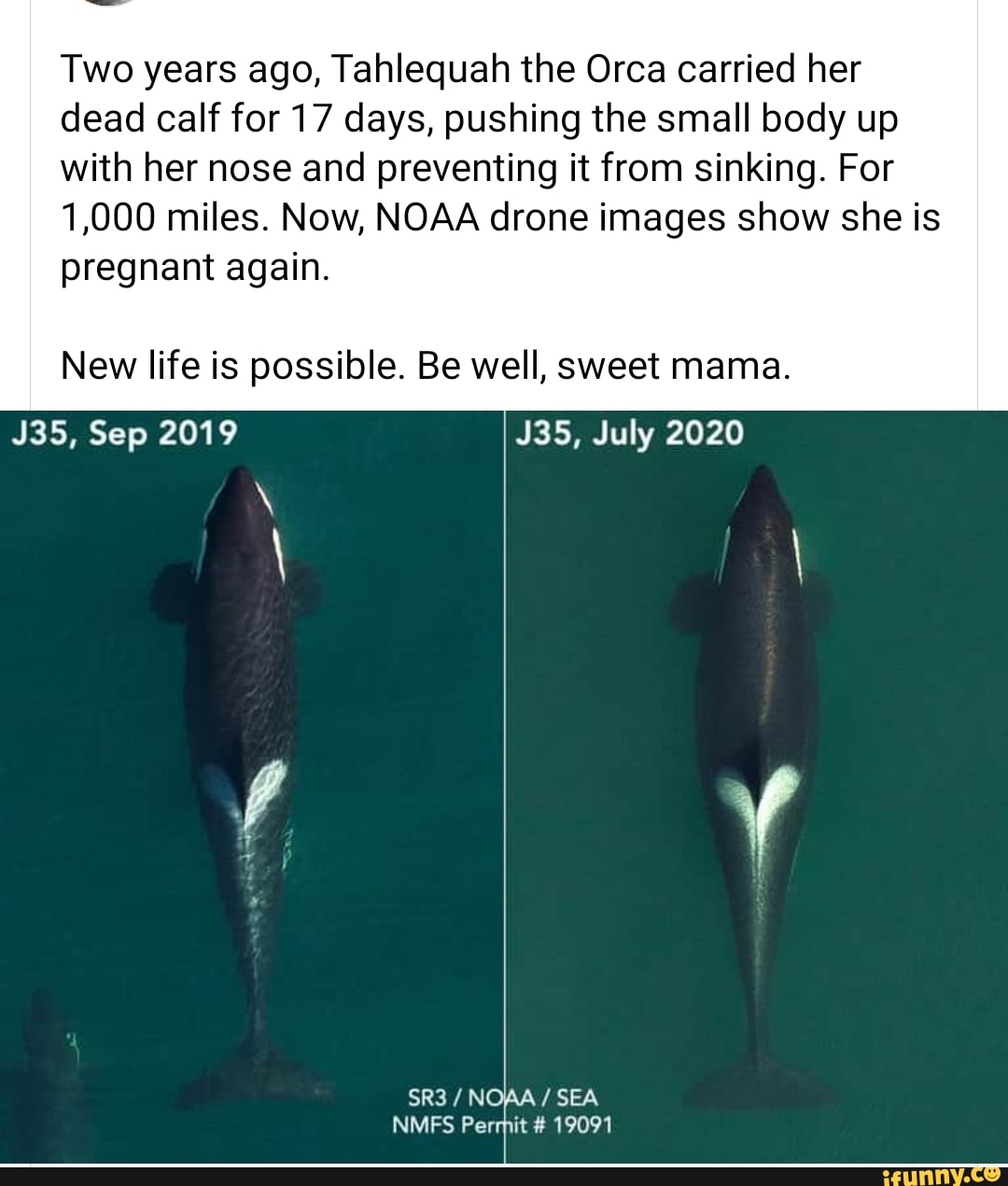 Two years ago, Tahlequah the Orca carried her
dead calf for 17 days, pushing the small body up
with her nose and preventing it from sinking. For
1,000 miles. Now, NOAA drone images show she is
pregnant again.
New life is possible. Be well, sweet mama.
J35, Sep 2019 J35, July 2020